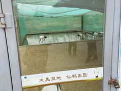 -盐城丹顶鹤湿地生态旅游区