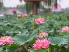 -白洋淀风景区