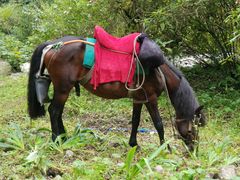 马-西岭雪山大飞水景区