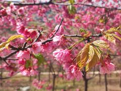 -绵阳盛世樱花悠乐谷