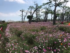 -芒洲湿地公园