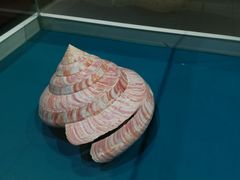 -青岛贝壳博物馆