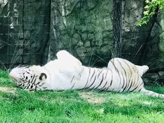 -北京野生动物园