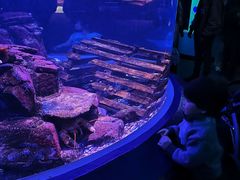 -瑞普利水族馆