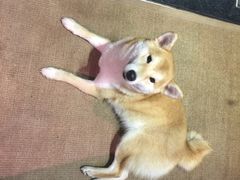-柴务处·柴犬主题狗咖