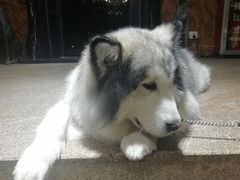 -more than meow吴止猫主题餐厅(承德 中船汇店)