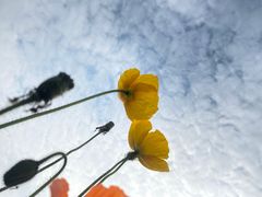 -空港花田景区