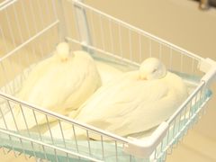 -怪兽屋·羊驼·猫咖·狗咖(俊华广场店)