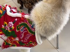 -怪兽屋·羊驼·猫咖·狗咖(俊华广场店)