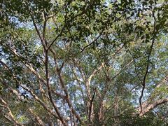 -海南热带野生动植物园