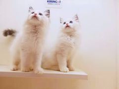 -十年猫舍·猫咪专门店(普陀店)