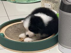 -多乐狗狗宠物训练工作室