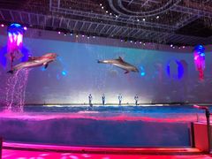 演出-上海海昌海洋公园