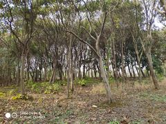 -昆山城市生态森林公园