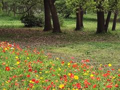 -上海共青森林公园