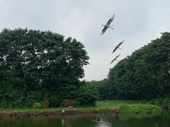 -广州长隆飞鸟乐园