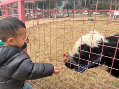 -杭州开元森泊度假乐园