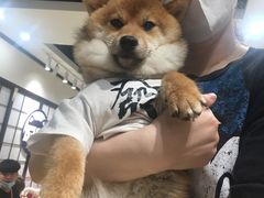 -逗柴咖啡屋·狗咖猫咖宠物桌游