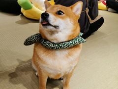 -逗柴咖啡屋·狗咖猫咖宠物桌游