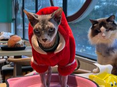 -绒爪撸猫下午茶·猫咖