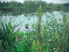 -合肥滨湖国家森林公园