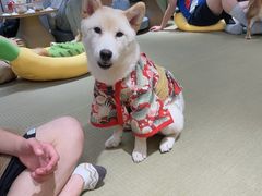 -逗柴咖啡屋·狗咖猫咖宠物桌游