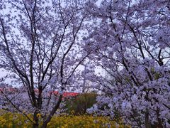 -中国浦东干部学院