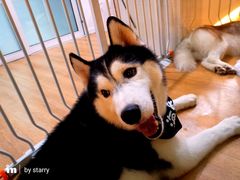 -Husky Go! 哈士奇体验馆·宠物咖啡厅狗咖