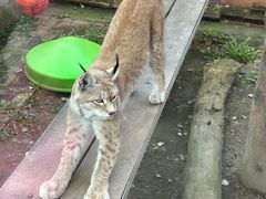 -青藏高原野生动物园