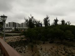 -宝安西湾红树林湿地公园