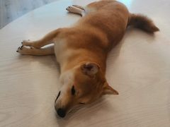 -浣熊柯尔鸭土拨鼠·电玩咖