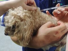 -伟伟宠物医院·CT影像中心·瑞派犬猫综合性门诊(汉口总院)