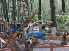 -北京野生动物园