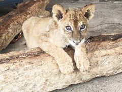 -新疆天山野生动物园