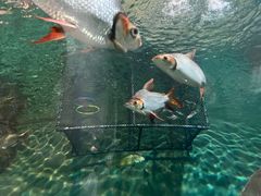 -上海海洋水族馆