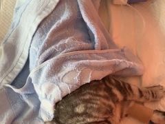 -瑞派福兴宠物医院犬猫全科·骨科·中西医结合(河东店)