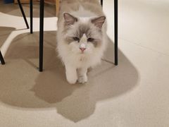 -藏猫猫咖啡主题馆(中央大道店)