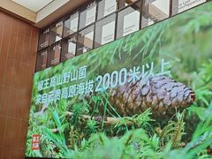 -椒王