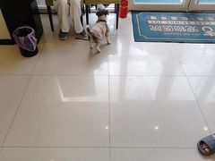 -艾吉宠物医院24小时转诊·微创·心脏介入中心(虹口店)