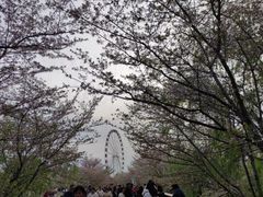 -顾村公园