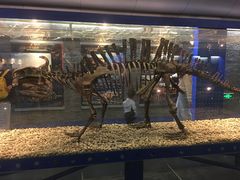 -国家自然博物馆