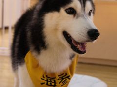 -Husky Go! 哈士奇体验馆·宠物咖啡厅狗咖