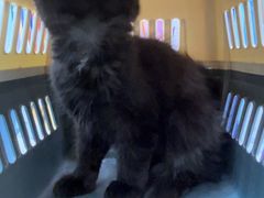 -小猫来了·猫咪专售(红山六九七九店)