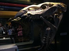 -奥兰多迪士尼动物王国乐园