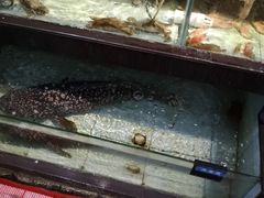 -天鹰观渔(梦园店)