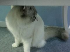 android_upload_pic-喵的天空名猫咖啡馆·撸猫·猫舍·用品