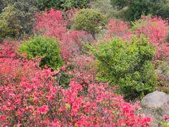-梧桐山风景名胜区