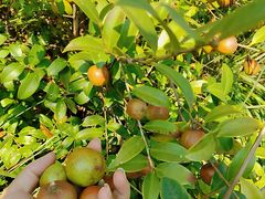 -郴州特产舜华临武鸭(郴州西站店)