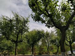-洨河生态公园