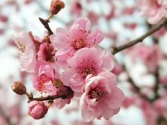 -花开海上生态园